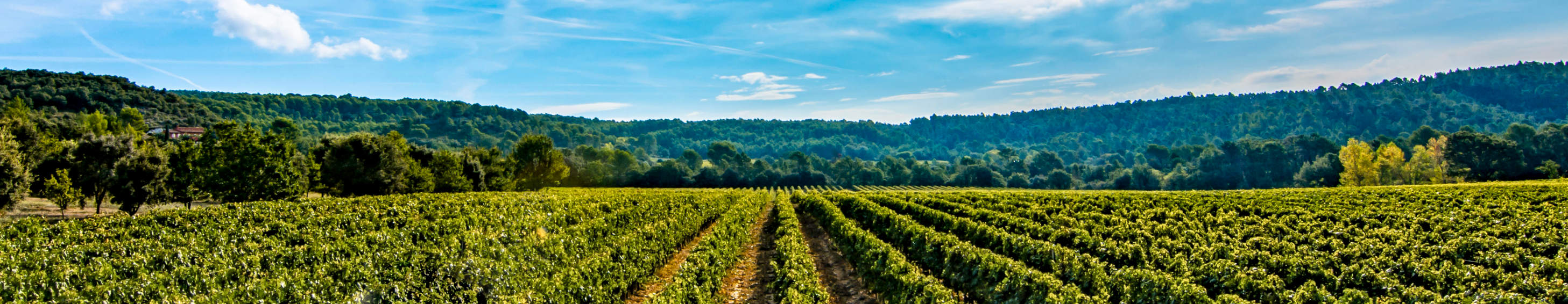 Pont et paysage du Verdon